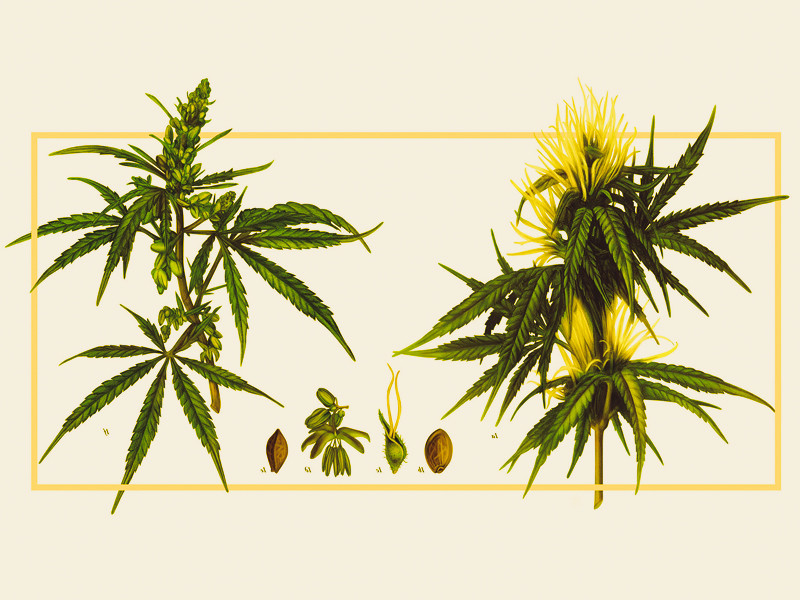 Мужской куст конопли слева, а женский справа Мужской и женский куст конопли