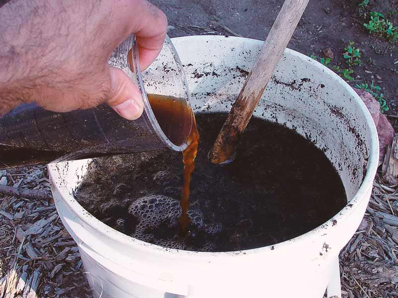 Самодельная подкормка для конопли Самодельные удобрения для конопли