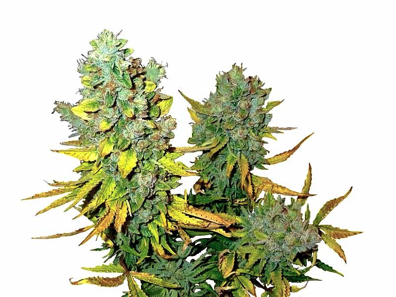 Cream Caramel Auto от «Sweet Seeds» Cream Caramel Auto