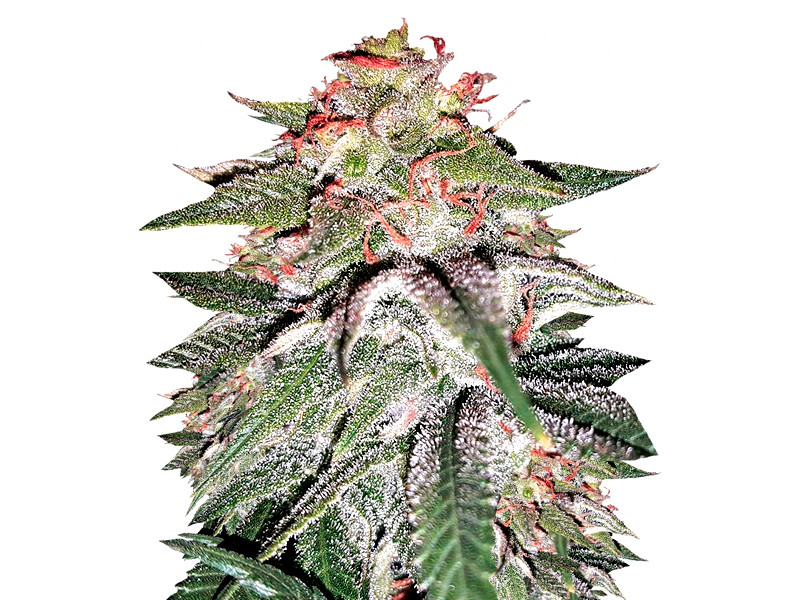 Tutankhamon - мощный сорт конопли для гидропоники Tutankhamon от Pyramid Seeds