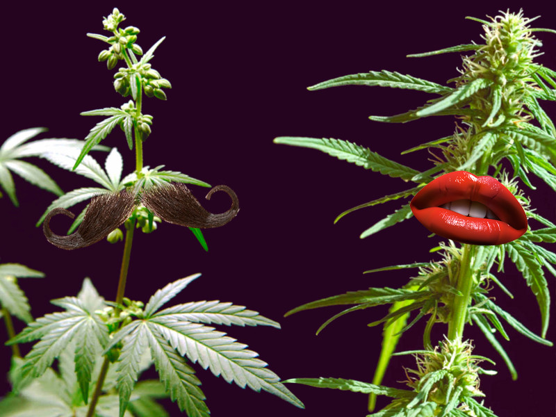 Мужской и женский вид конопли Мужской и женский куст конопли