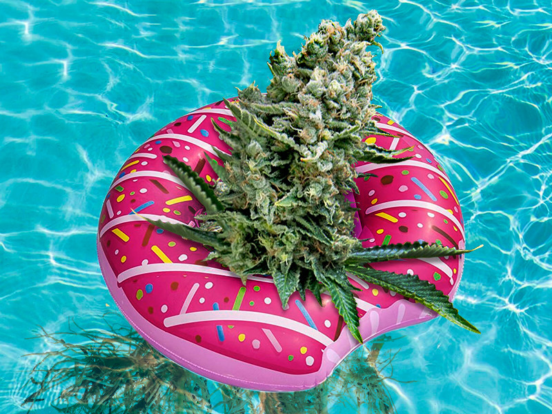 Про выращивание конопли гидропонным методом Конопля на гидропонике