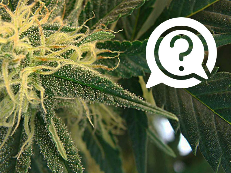 Время цветения конопли Этапы цветения марихуаны