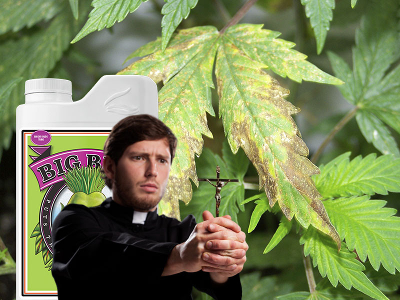 Боремся с заражением марихуаны от альтернарии Беремся с альтернарией на марихуане