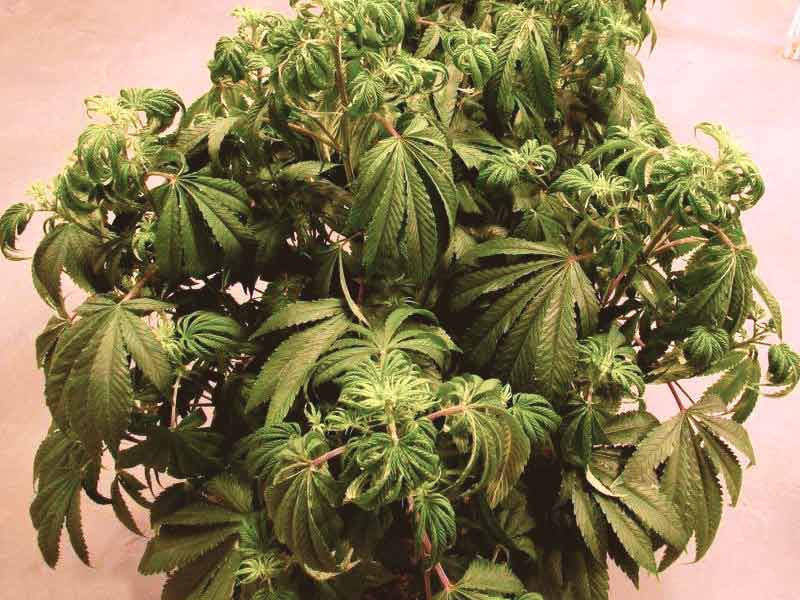 Признаки перелива конопли Перелив конопли