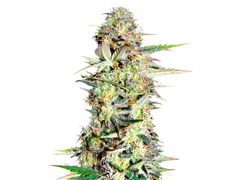 Для новичка в гидропонике есть невысокий и живучий сорт Lowryder 2 auto Lowryder #2 auto от сидбанка Семяныч