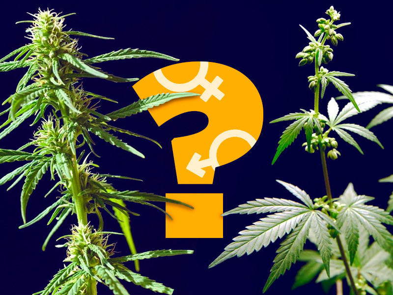 Как узнать пол конопли? Как определить пол конопли