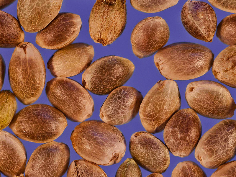 Феминизированные семена марихуаны Преимущества феминизированных семян марихуаны