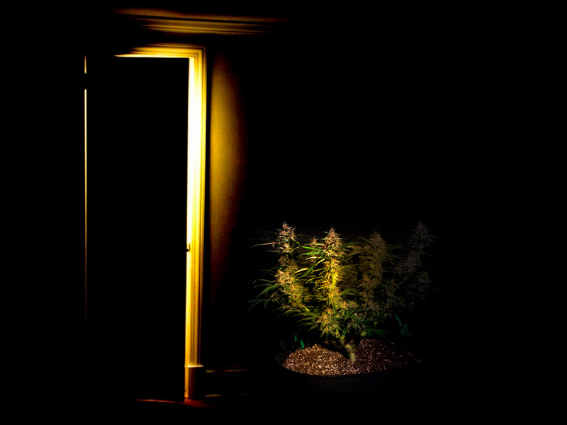 Для большей пручести не давайте свет конопле за 3 дня до среза Три дня темноты перед сбором урожая конопли