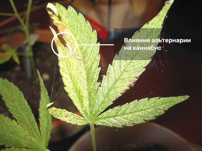 Альтернария заражает коноплю Пагубное влияние альтернарии на коноплю