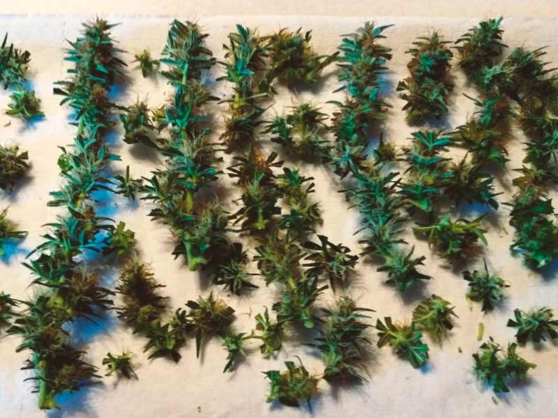 Недозрелые шишки конопли на сушке Рано срезанная конопля на сушке