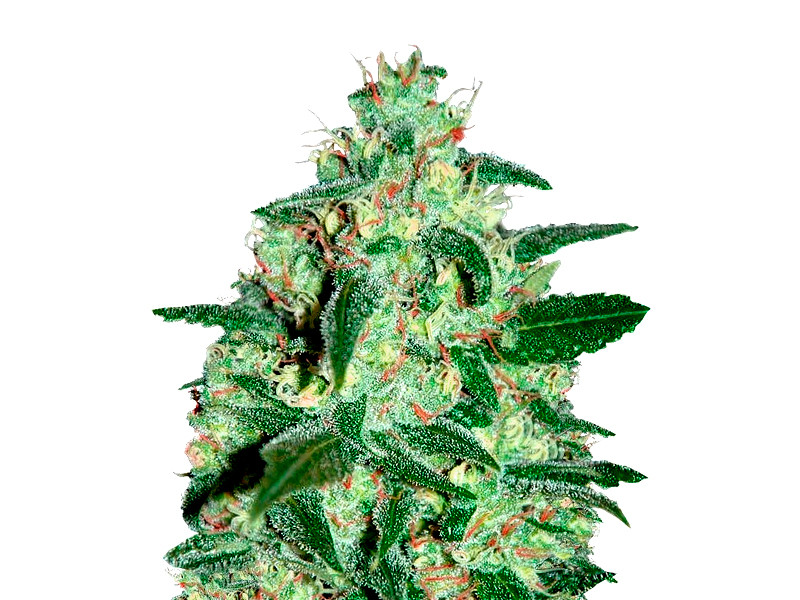 Не высокий сорт конопли Thunder Bloody Mary auto с достойным урожаем на гидре Thunder Bloody Mary auto от Samsara Seeds