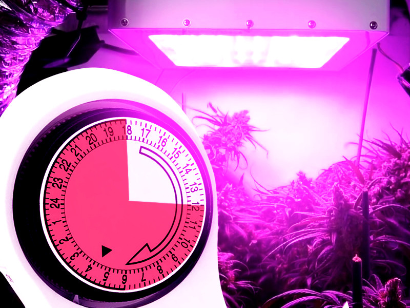 Режим освещения автоцветущего каннабиса Режим освещения для автоцветущей конопли